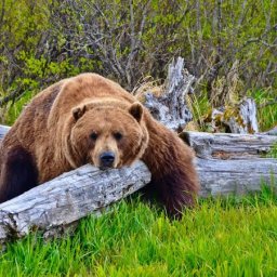Vyhlásenie mimoriadnej situácie na území Prešovského kraja spôsobenej výskytom medveďa hnedého